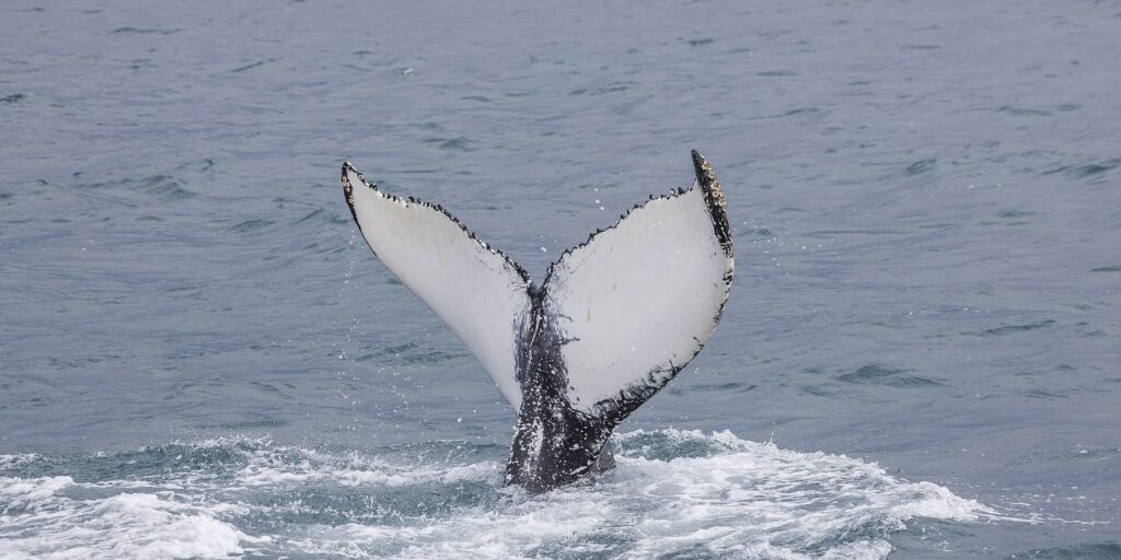 Cola de una ballena jorobada saliendo del agua antes de sumergirse
