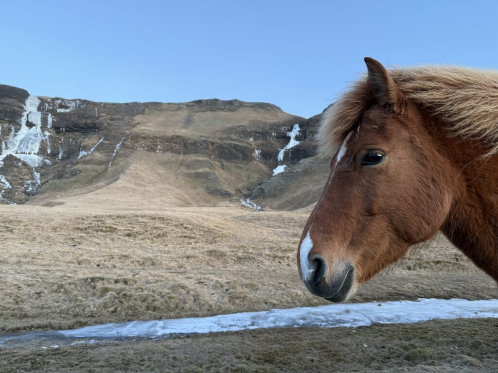 Caballo islandés castaño en un prado helado con montañas y cascadas detrás