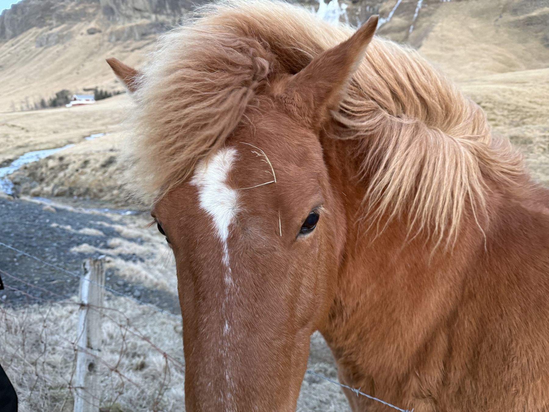 Caballo islandés de pelo castaño y crin rubia mirando a cámara